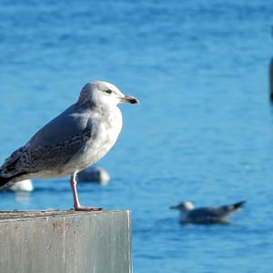 Gli albatri in volo: oggi nasce il nostro Blog
